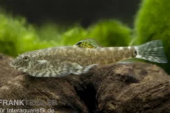 Chinesischer Flossensauger, Pseudogastromyzon cheni