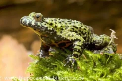 Chinesische Rotbauchunke, Bombina orientalis, DNZ