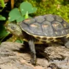 Chinesische Streifenschildkröte, Mauremys sinensis