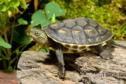 Chinesische Streifenschildkröte, Mauremys sinensis