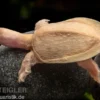 Chinesische Weichschildkröte albino, Pelodiscus sinensis
