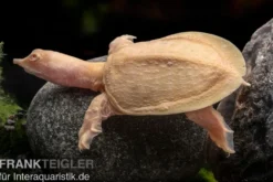 Chinesische Weichschildkröte albino, Pelodiscus sinensis