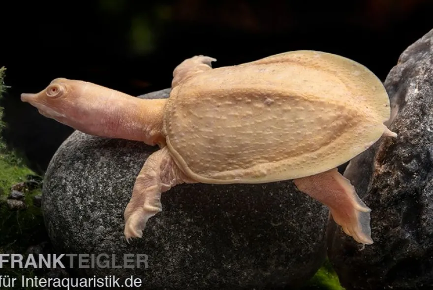 Chinesische Weichschildkröte albino, Pelodiscus sinensis