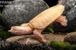 Chinesische Weichschildkröte albino, Pelodiscus sinensis