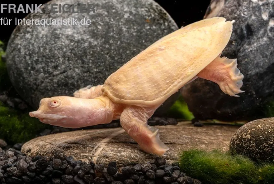 Chinesische Weichschildkröte albino, Pelodiscus sinensis
