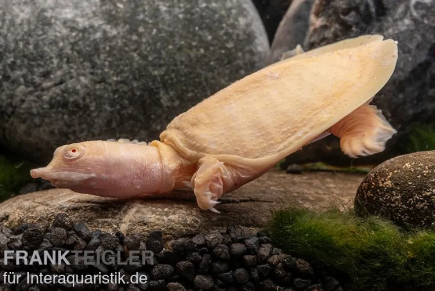 Chinesische Weichschildkröte albino, Pelodiscus sinensis