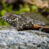 Chinesische Weichschildkröte, Pelodiscus sinensis
