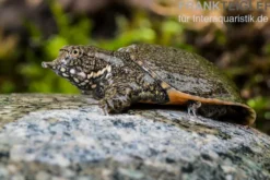 Chinesische Weichschildkröte, Pelodiscus sinensis