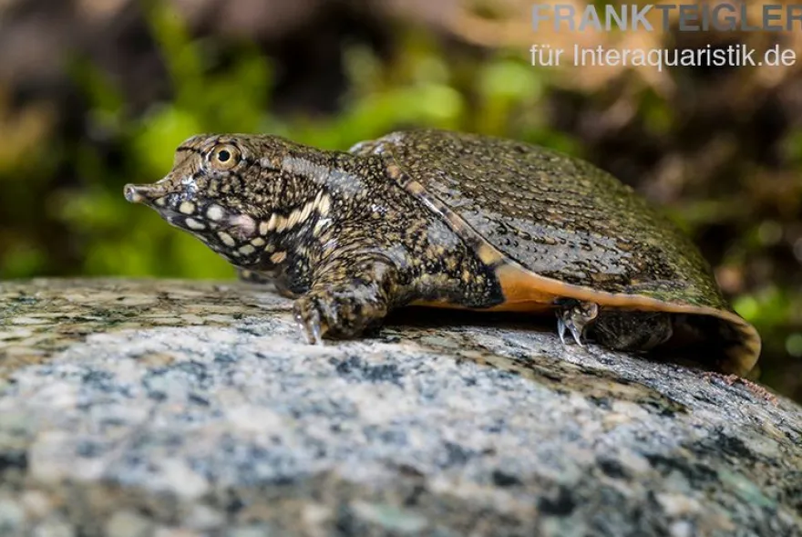 Chinesische Weichschildkröte, Pelodiscus sinensis