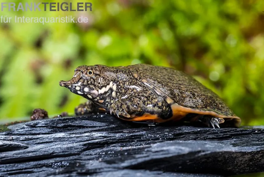 Chinesische Weichschildkröte, Pelodiscus sinensis
