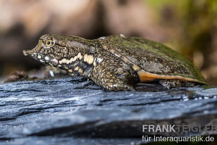 Chinesische Weichschildkröte, Pelodiscus sinensis