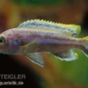 Chipoka Maulbrüter, Melanochromis chipokae, DNZ