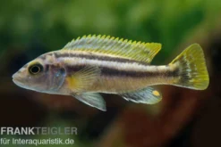 Chipoka Maulbrüter, Melanochromis chipokae, DNZ