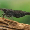 Chocolate Garnele, Neocaridina davidi "Chocolate"