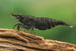 Chocolate Garnele, Neocaridina davidi "Chocolate"