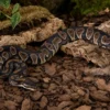 Chocolate-Königspython, Python regius
