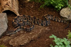 Chocolate-Königspython, Python regius