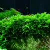 Christmas-Moos, Vesicularia montagnei, In Vitro