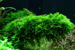Christmas-Moos, Vesicularia montagnei, In Vitro