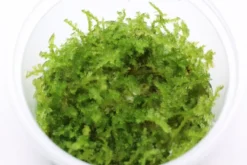 Christmas-Moos, Vesicularia montagnei, In Vitro