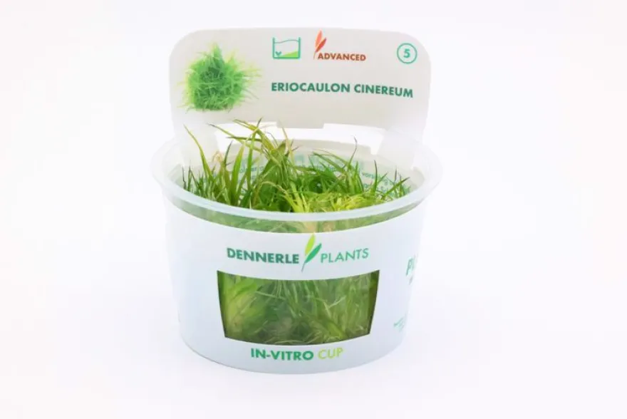 Cinereum-Eriocaulon, Eriocaulon cinereum, in Vitro