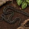 Cinnamon-Leopard-Königspython, Python regius