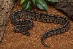 Cinnamon-Leopard-Königspython, Python regius