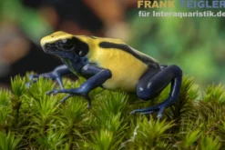 Citronella-Pfeilgiftfrosch, Dendrobates tinctorius Citronella
