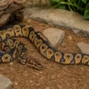 Clown-Königspython, Python regius