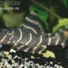 Clown-Pleco, L104, Panaqolus maccus (Zierbinden-Zwergschilderwels)