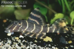 Clown-Pleco, L104, Panaqolus maccus (Zierbinden-Zwergschilderwels)