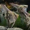 Clown-Skalar, Pterophyllum scalare