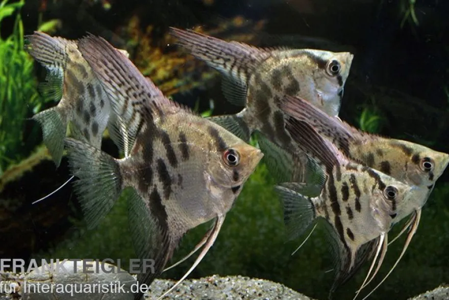 Clown-Skalar, Pterophyllum scalare