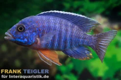 Cobue-Kaiserbuntbarsch, Aulonocara stuartgranti cobue, 7-9 cm DNZ