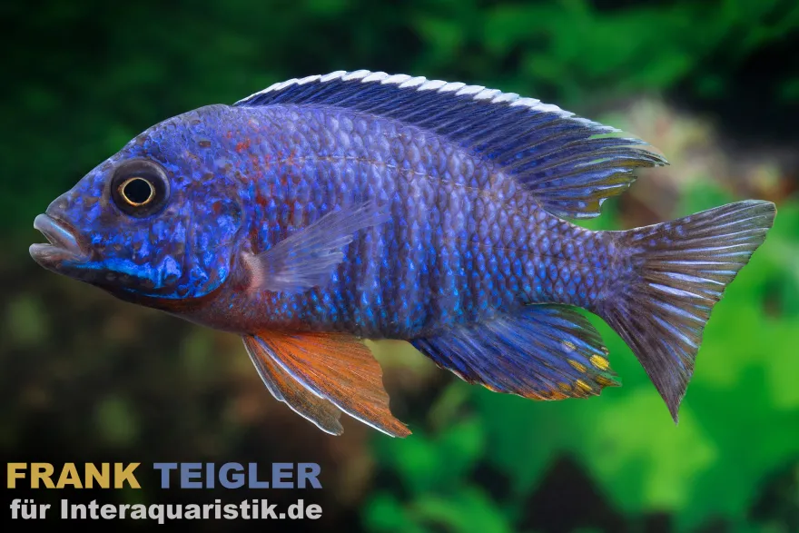 Cobue-Kaiserbuntbarsch, Aulonocara stuartgranti cobue, 7-9 cm DNZ
