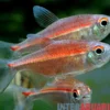 Coeruleus-Salmler, Hemigrammus coeruleus (Vulkansalmler)
