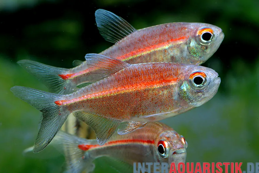 Coeruleus-Salmler, Hemigrammus coeruleus (Vulkansalmler)