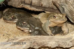 Coloradokröte, Bufo alvarius