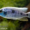 Copadichromis chrysonotus F2, DNZ