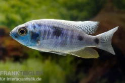Copadichromis chrysonotus F2, DNZ