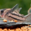 Corydoras aff. bifasciatus CW 127 "Super Parallelus"
