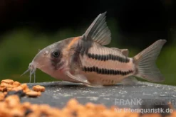Corydoras aff. bifasciatus CW 127 "Super Parallelus"