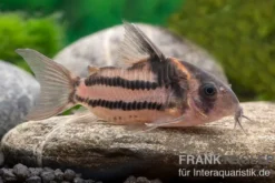 Corydoras aff. bifasciatus CW 127