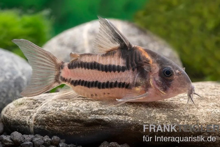 Corydoras aff. bifasciatus CW 127 "Super Parallelus"
