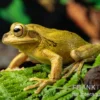 Costa Rica-Maskenlaubfrosch, Smilisca phaeota