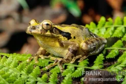 Costa Rica-Maskenlaubfrosch, Smilisca phaeota