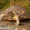 Costa-Rica-Pracht-Erdschildkröte, Rhinoclemmys pulcherrima manni