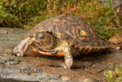 Costa-Rica-Pracht-Erdschildkröte, Rhinoclemmys pulcherrima manni