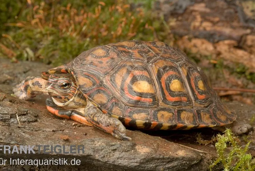 Costa-Rica-Pracht-Erdschildkröte, Rhinoclemmys pulcherrima manni