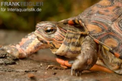 Costa-Rica-Pracht-Erdschildkröte, Rhinoclemmys pulcherrima manni